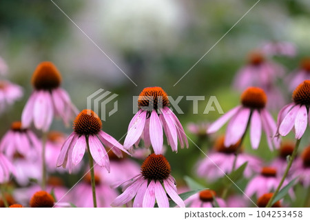 Echinacea Echinacea 104253458