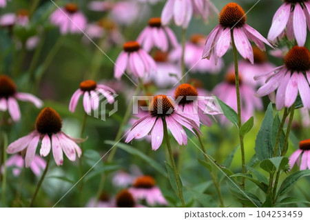Echinacea Echinacea 104253459