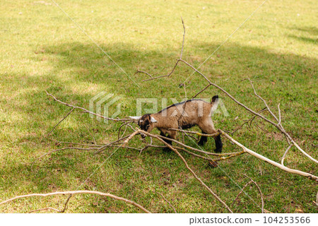 Cute little baby goat on a farm in the countryside. High quality photo 104253566