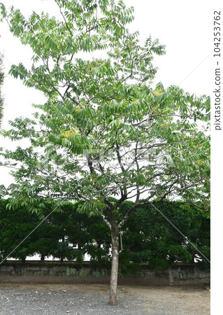 無患子樹和花 104253762