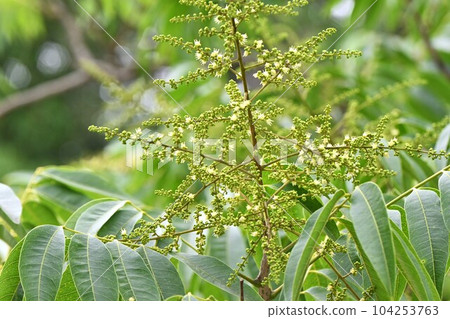 無患子樹和花 無患子樹和花 104253763