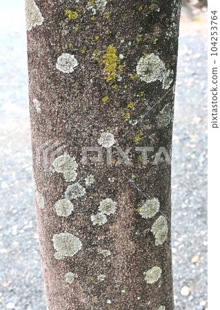 無患子樹和花 104253764