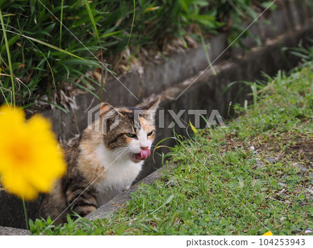 漂亮的三花貓，小時候性格堅強，現在變得圓圓的 104253943