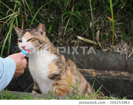漂亮的三花貓，小時候性格堅強，現在變得圓圓的 104253963
