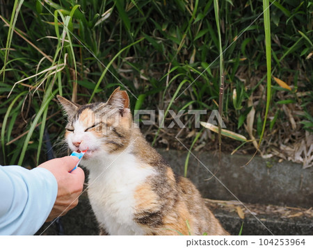 The beautiful calico cat, who had a strong personality when she was young, has become round 104253964