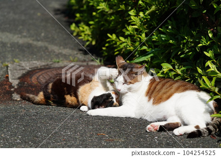 A blissful moment for a calico girl who loves cherry blossom cat's father 104254525