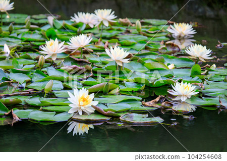睡蓮 睡蓮 104254608