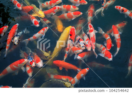 A group of Nishikigoi A group of Nishikigoi 104254642