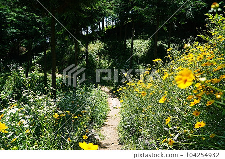 flower road 104254932