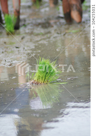 hand planting rice seedlings 104255031