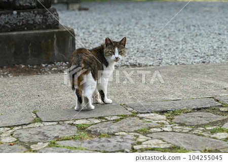 Aged calico cat with a fearless look 104255045