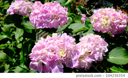 hydrangea   104256354