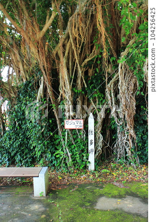 榕樹的根不斷生長 榕樹的根不斷生長 104256425