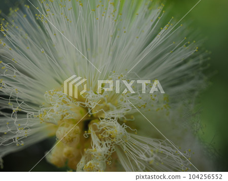 Kari Andora · Haematakekefara Kari Andora · Haematakekefara 104256552