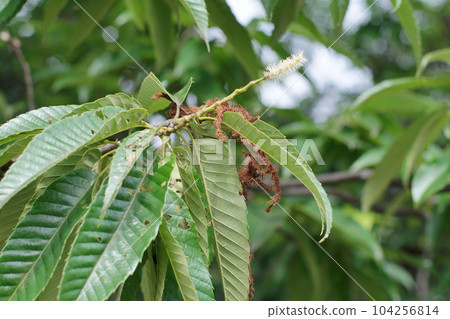 female chestnut flower 104256814