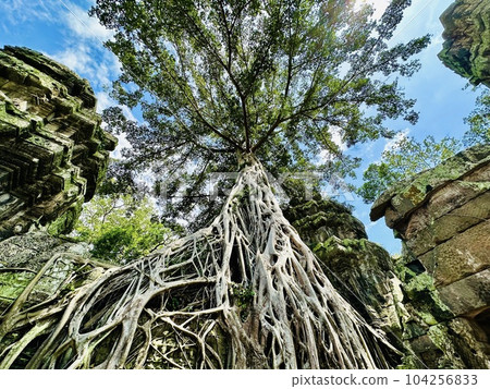 Ta Prohm Ruins Ta Prohm Ruins 104256833