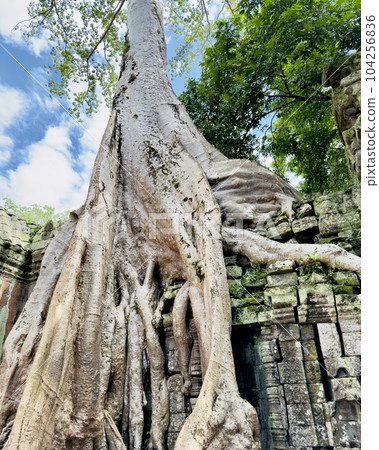 Ta Prohm Ruins Ta Prohm Ruins 104256836