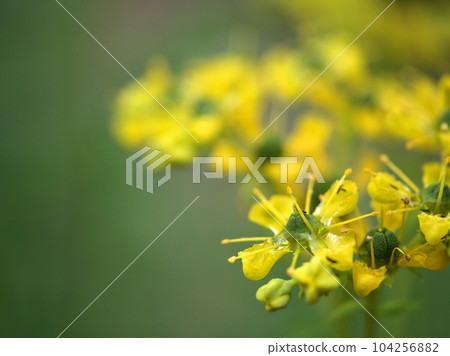 五月盛開的黃色芸香花 104256882