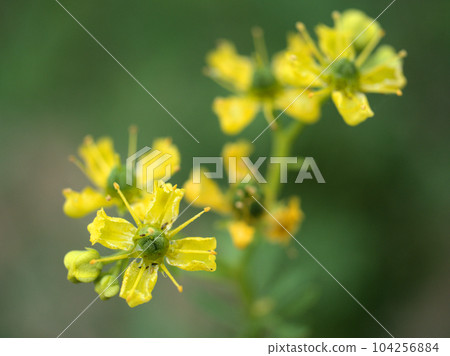 Yellow rue flower blooming in May Yellow rue flower blooming in May 104256884