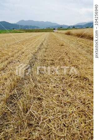 half-harvested wheat field half-harvested wheat field 104256940