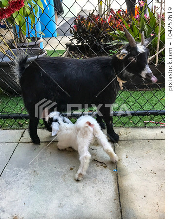 Mother goat feeding a kid goat. High quality photo 104257619