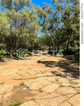 Ancient Roman road on archeological site of Tipaza, Algeria. High quality photo 104257753