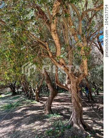 Olive grove on archeological site of Tipaza, Algeria. High quality photo 104257754