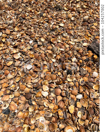 Seashells on a shelly beach in Derbent. Derbent is the oldest city in Russia. Seashells background . High quality photo Seashells on a shelly beach in Derbent. Derbent is the oldest city in Russia. Seashells background . High quality photo 104257802