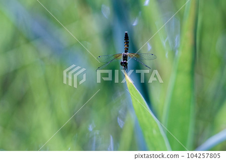 Japan's smallest dragonfly Hacho dragonfly ♀ 104257805