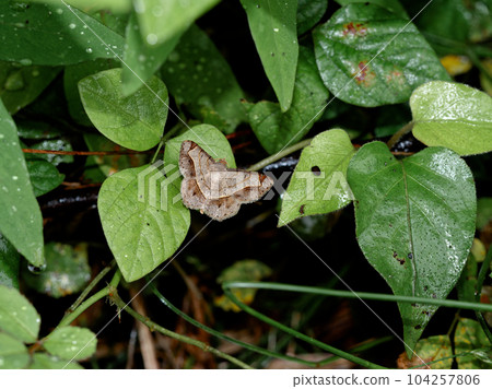 Japanese moth, Geometridae, subfamily Aedashinae 104257806