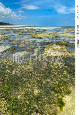 Melia Zanzibar beach on low tide. Panorama. Blue sky. High quality photo Melia Zanzibar beach on low tide. Panorama. Blue sky. High quality photo 104258060
