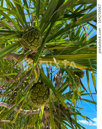 Hala fruit, or Pandanus tectorius, on a palm. Bottom view. Blue sky. High quality photo Hala fruit, or Pandanus tectorius, on a palm. Bottom view. Blue sky. High quality photo 104258067