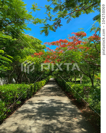 Flame tree over a garden path on a sunny day in Kiwengwa, Zanzibar . High quality photo Flame tree over a garden path on a sunny day in Kiwengwa, Zanzibar . High quality photo 104258069