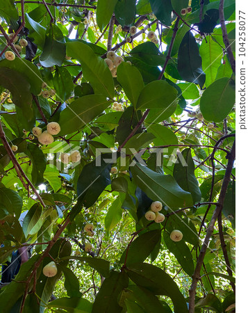 Small yellow Syzygium samarangense, rose apples, on a tree. Bottom view. High quality photo Small yellow Syzygium samarangense, rose apples, on a tree. Bottom view. High quality photo 104258077