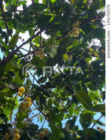 Small yellow Syzygium samarangense, rose apples, on a tree. Bottom view. High quality photo Small yellow Syzygium samarangense, rose apples, on a tree. Bottom view. High quality photo 104258079