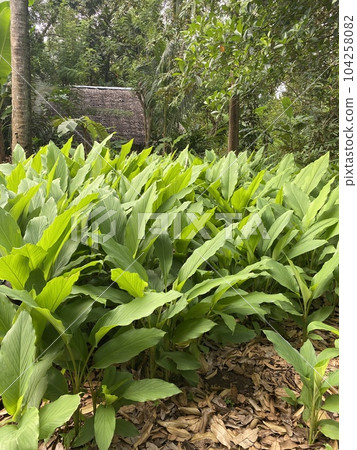 Turmeric, or curcuma, plant growing in Zanzibar. High quality photo Turmeric, or curcuma, plant growing in Zanzibar. High quality photo 104258082
