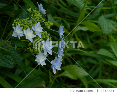 沿著溪流生長的繡球花 104258283