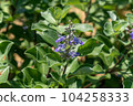 Hamagou flowers blooming at Atago Beach 104258333