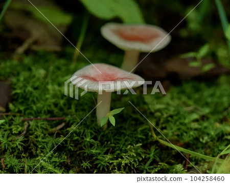 Mushroom World Russula russula russula Mushroom World Russula russula russula 104258460