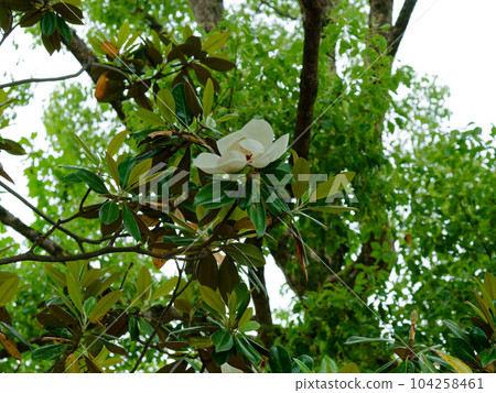 盛開的木蘭科泰山博克 104258461