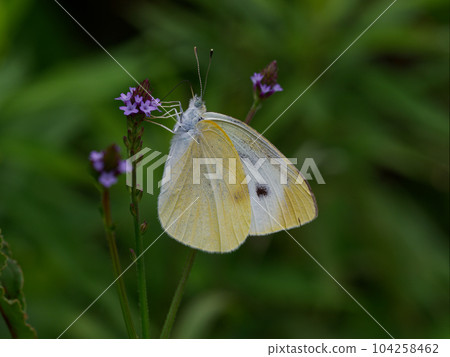 賞花昆蟲 粉蝶科 菜粉蝶 夏型 ♀ 104258462