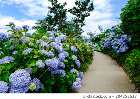 藍色繡球花盛開的路 104258638