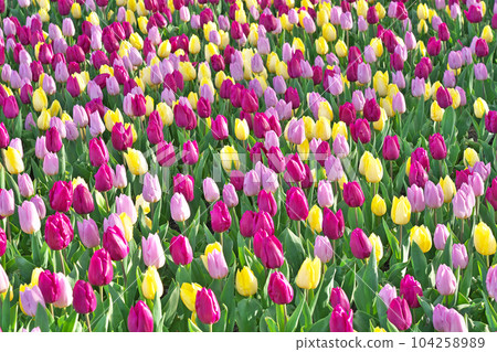 [英國花園] 滋賀縣大津市柳崎 104258989