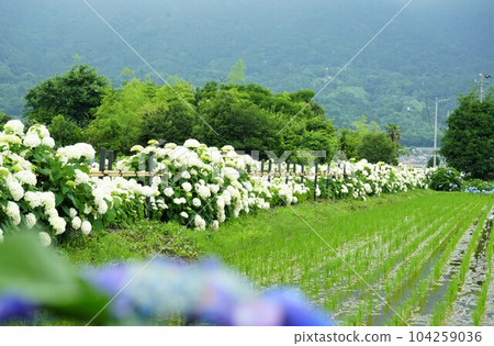 White anaberu flowers that shine in the paddy fields 104259036