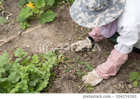 Weeding the garden with a torsion sickle Weeding the garden with a torsion sickle 104259163