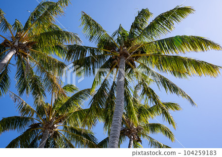 Palm trees in a sunny day Palm trees in a sunny day 104259183