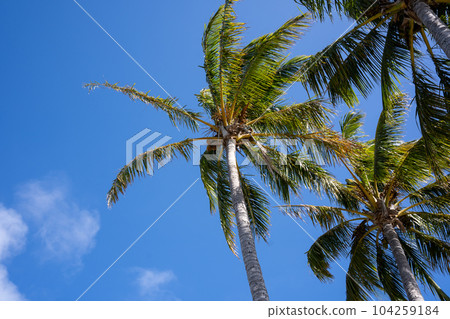 Palm trees in a sunny day 104259184