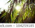 Foliage plants and sunlight filtering through foliage 104259185