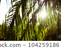 Foliage plants and sunlight filtering through foliage 104259186