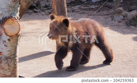 登別熊農場幼崽 3 登別熊農場幼崽 3 104259363
